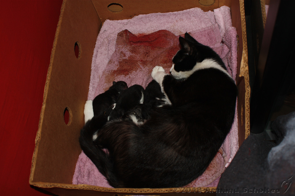 Nestje Kittens_003.jpg